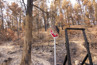 燃烧森林阿提卡希腊后的bushfires帕尼萨山和的区Varympompi和爸爸早期8月的橡木森林有被完全烧燃烧森林阿提卡希腊后的bushfires帕尼萨山和的区Varympompi和爸爸早期8月
