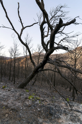 绿色植物的燃烧<strong>树干</strong>的燃烧森林阿提卡希腊后的bushfires帕尼萨山和的区Varympompi和爸爸早期8月的橡木森林有被完全烧绿色植物的燃烧<strong>树干</strong>的燃烧森林阿提卡希腊后的bushfires帕尼萨山和的