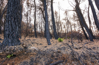 <strong>绿色植物</strong>的燃烧树干的燃烧森林阿提卡希腊后的bushfires帕尼萨山和的区Varympompi和爸爸早期8月的橡木森林有被完全烧<strong>绿色植物</strong>的燃烧树干的燃烧森林阿提卡希腊后的bushfires帕尼萨山和的