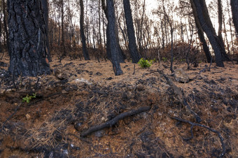 绿色植物的燃烧树干的燃烧森林阿提卡希腊后的bushfires帕尼萨山和的区Varympompi和爸爸早期8月的橡木森林有被完全烧绿色植物的燃烧树干的燃烧森林阿提卡希腊后的bushfires帕尼萨山和的