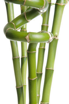 自然竹子白色背景