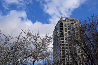 高桂林加拿大3月高<strong>上升</strong>建筑和吹树叶对蓝色的多云的天空高<strong>上升</strong>建筑和吹树叶对蓝色的多云的天空