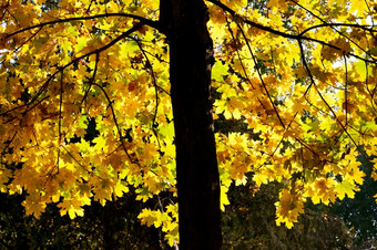 年轻的枫木与黄金秋天树叶