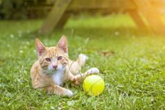 漂亮的橙色虎斑猫玩通过草外