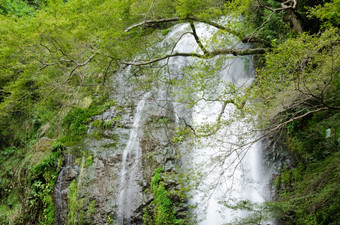水秋天的需求量几乎国家公园日本水秋天的需求量几乎国家公园日本与绿色枫木树