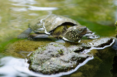 中国人池塘乌龟Mauremys里夫西中国人池塘乌龟坐着石头水Mauremys里夫西濒临灭绝的物种