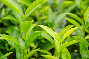 日本绿色茶植物细节日本绿色茶植物与新鲜的叶子