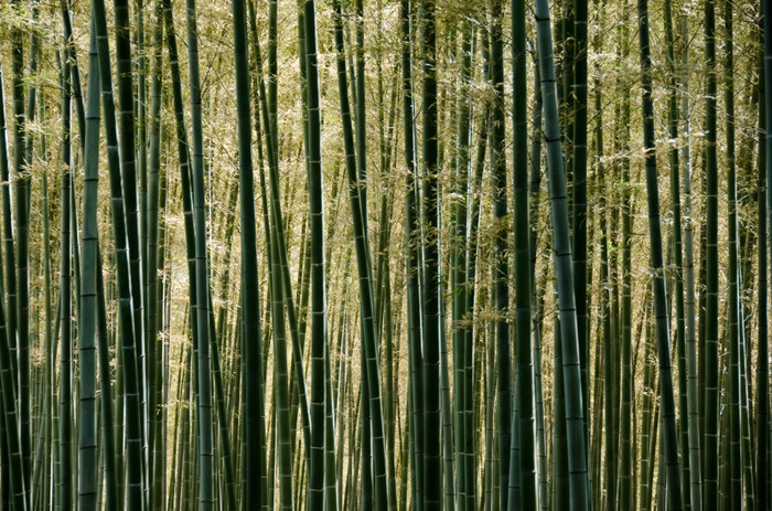 竹子森林背景阳光照射的绿色日本竹子森林