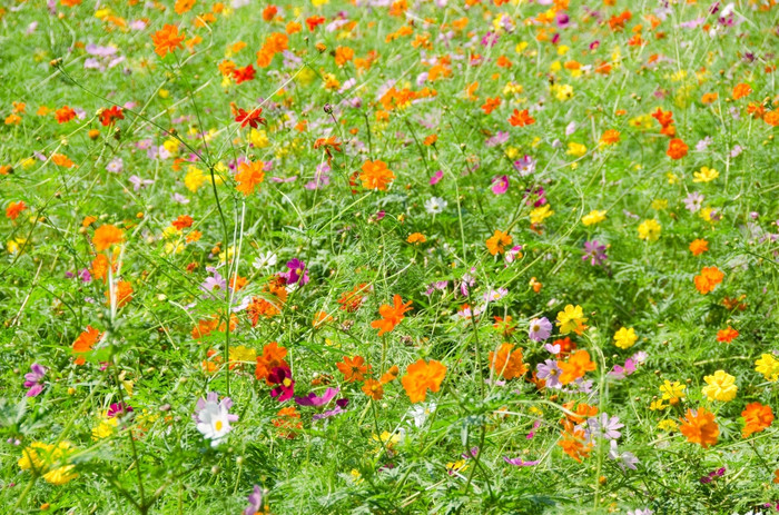 场宇宙花场宇宙花宇宙双翅目日本