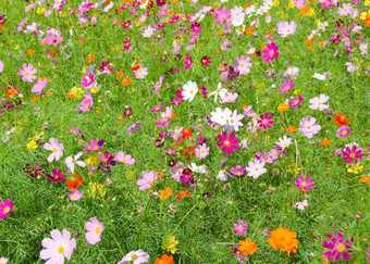 场宇宙花场宇宙花宇宙双翅目日本