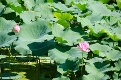 美丽的粉红色的莲花花美丽的粉红色的莲花花莲属椰子湖日本