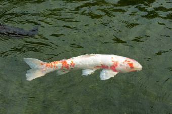 日本锦 鲤游泳水白色日本锦 鲤与红色的点游泳水