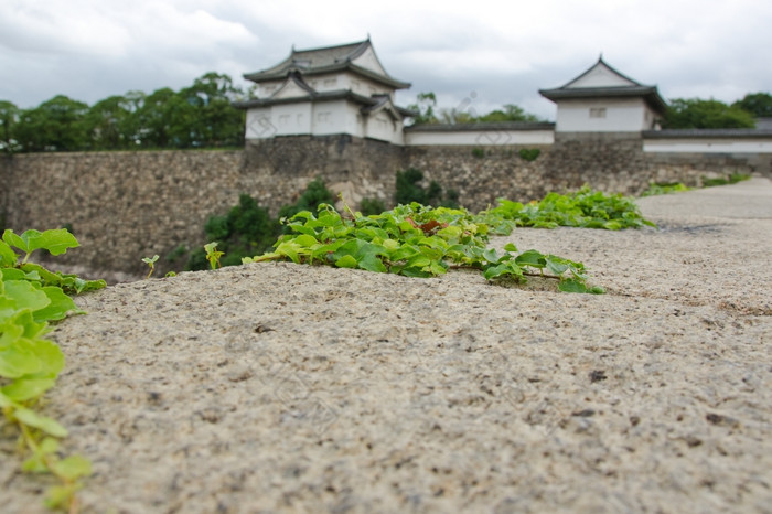 墙周围大阪城堡细节攀爬他来了植物的的强化墙周围大阪城堡