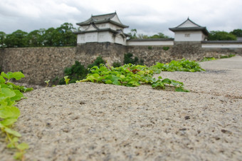 墙周围<strong>大阪城堡</strong>细节攀爬他来了植物的的强化墙周围<strong>大阪城堡</strong>