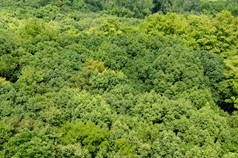 森林树冠见过从以上日本落叶森林树冠见过从以上夏天大阪日本