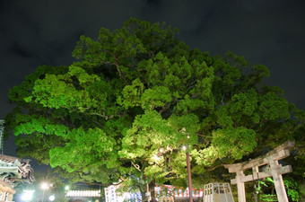 月亮节日Mozu八幡宫神社月亮节日的Mozu八幡宫神社酒井法子城市大阪日本可见是的日本门鸟居大树优四郎而且部分的实际神社