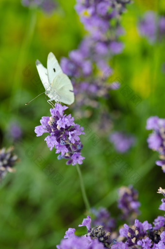 特写镜头薰衣<strong>草</strong>花与<strong>蝴蝶</strong>特写镜头薰衣<strong>草</strong>花薰衣<strong>草</strong>花angustifolia与大白色皮耶里斯 （消歧义）芸苔属<strong>蝴蝶</strong>