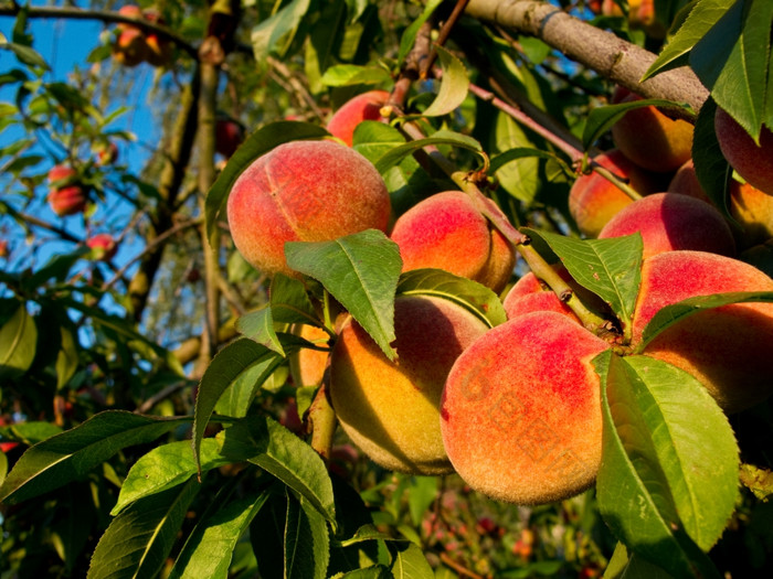 桃子树新鲜的成熟的桃子树温暖的阳光
