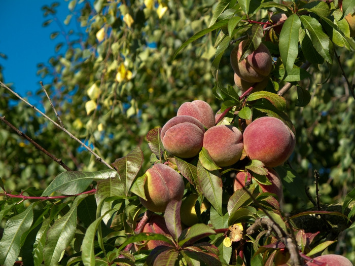 桃子树新鲜的成熟的桃子树阳光