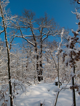 雪森林落叶森林冬天覆盖雪与深蓝色的天空