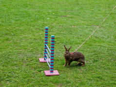 兔子显示跳竞争兔子之前显示跳显示跳受欢迎的体育运动瑞典