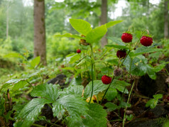 草莓森林野生草莓森林瑞典