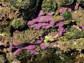 海洋海绵porifera紫色的海洋海绵的岩石潮间带东澳大利亚