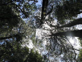 森林见过从下面澳大利亚雨森林树上衣见过从下面