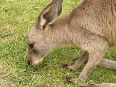 袋鼠头袋鼠吃草地澳大利亚一半肖像