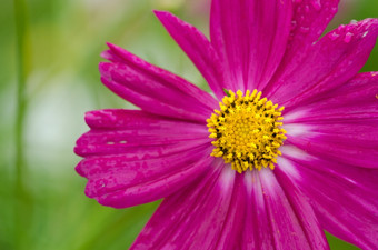 单紫色的宇宙花关闭单粉红色的宇宙花宇宙双翅目