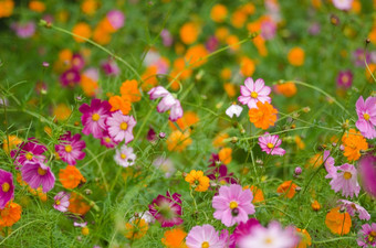 场宇宙花场宇宙花宇宙双翅目日本