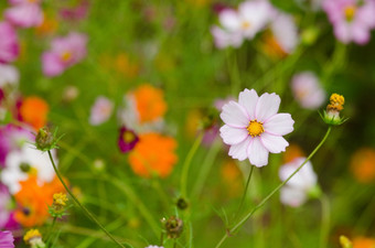 场宇宙花场宇宙花宇宙双翅目日本