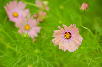 粉红色的宇宙花粉红色的宇宙花宇宙双翅目多雨的一天