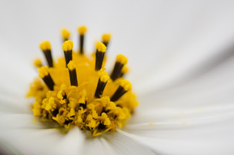 细节白色宇宙花特写镜头的雄蕊白色宇宙花宇宙双翅目