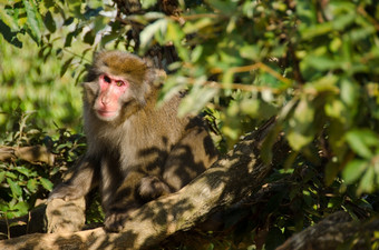 日本短尾猿坐着的地面日本短尾猿猴子。福斯卡塔坐着的地面它的自然栖息地
