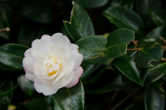 日本山茶花山茶花<strong>粳稻</strong>白色花日本山茶花山茶花<strong>粳稻</strong>的植物