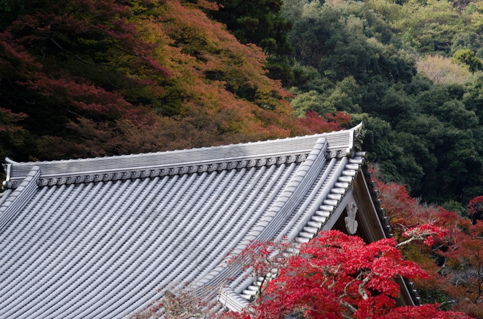 日本寺庙屋顶秋天日本寺庙屋顶与红色的叶子日本枫木秋天树叶
