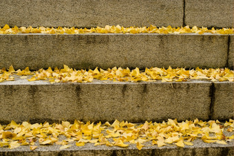 黄色的银杏叶子楼梯秋天背景模式黄色的银杏叶子楼梯秋天
