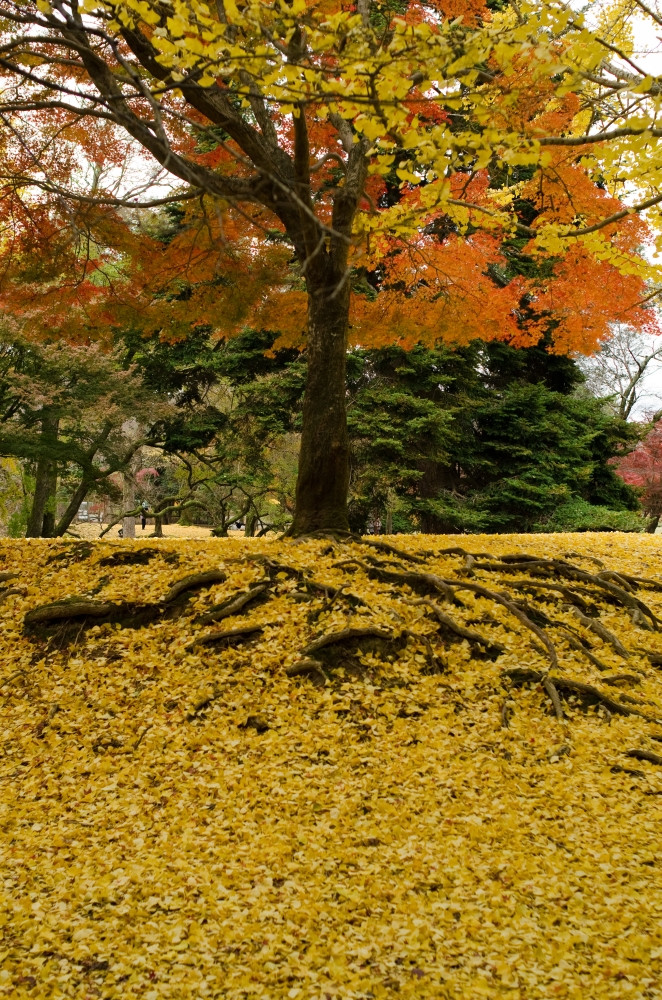 日本枫木树秋天日本枫木树秋天与黄色的银杏叶子森林地板上