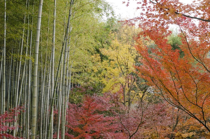 色彩斑斓的日本秋天场景色彩斑斓的日本秋天场景森林与枫木而且竹子