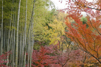 色彩斑斓的日本秋天<strong>场景</strong>色彩斑斓的日本秋天<strong>场景</strong>森林与枫木而且竹子