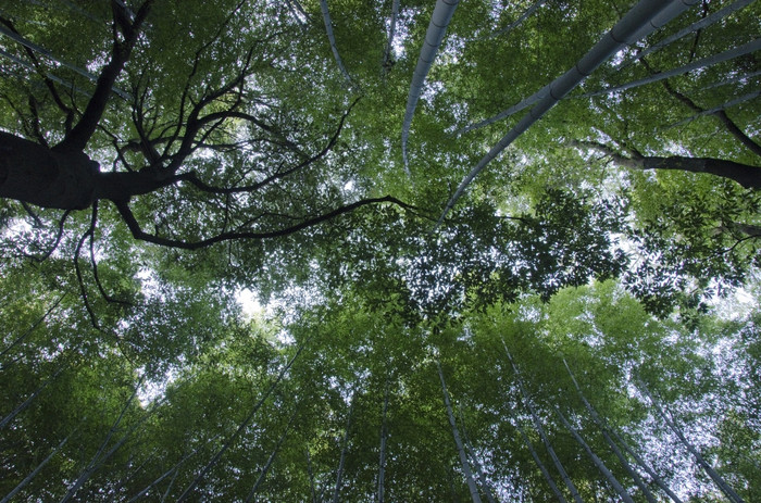 竹子森林见过从下面背景绿色日本竹子森林见过从下面与另一个树之间的