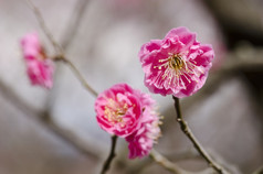 李子花粉红色的花李子树春天