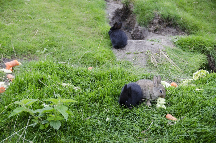 的兔子坐着草而且吃的兔子坐着草而且吃图片