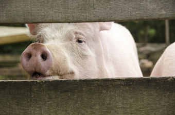 好奇的猪看通过栅栏好奇的粉红色的猪看通过木栅栏