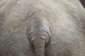 大象背景模式与尾巴灰色的大象背景模式与尾巴而且皮肤