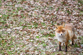 的狐狸狐狐站看对的相机