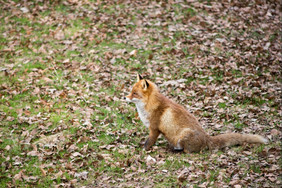的狐狸狐狐坐着草地