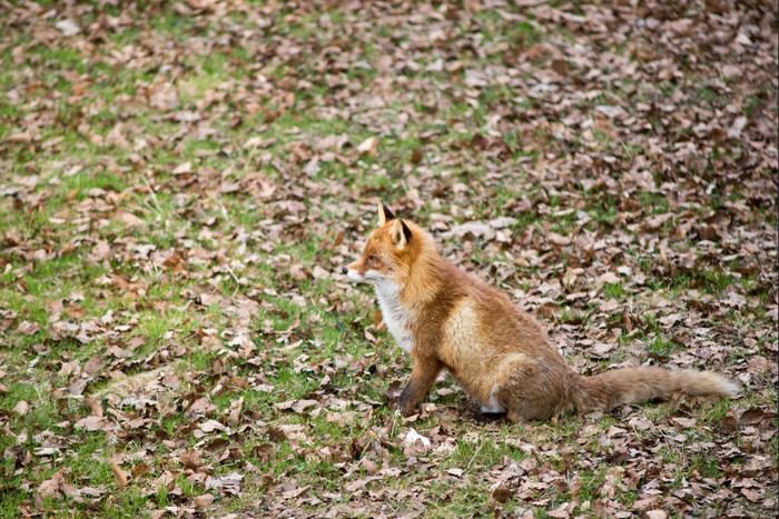 红色的狐狸狐狐坐着草地
