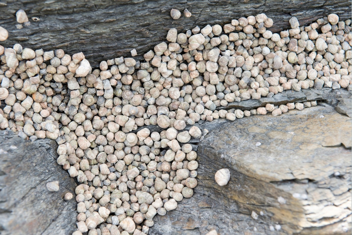 海螺蜗牛海螺小长春花蜗牛的岩石潮汐区南韩国低潮